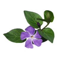 Vinca minor